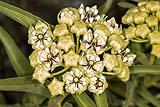 Antelope Horn Milkweed 2022